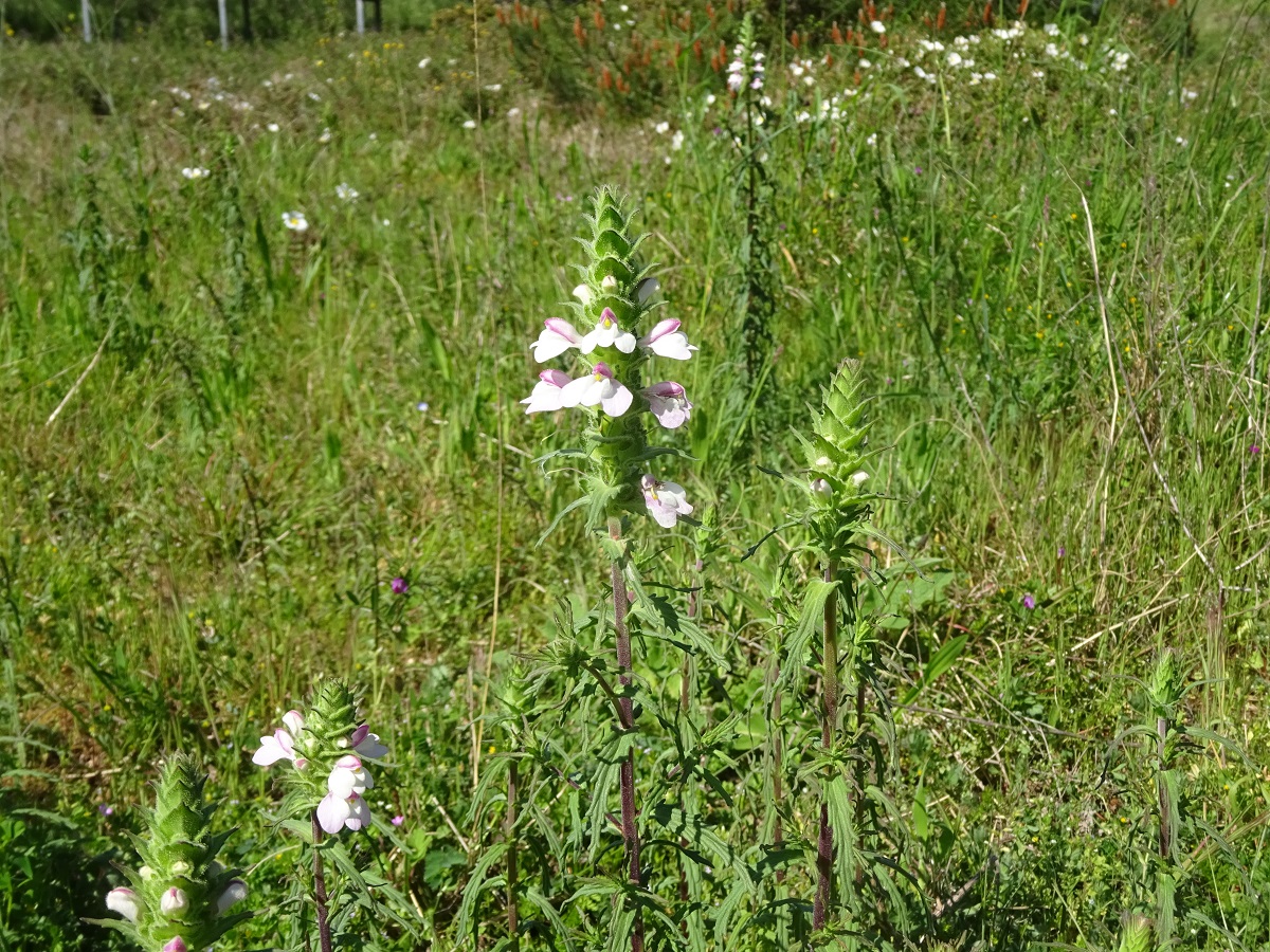 Bartsia trixago (Orobanchaceae)